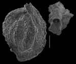 Quinqueloculina parvaggluta