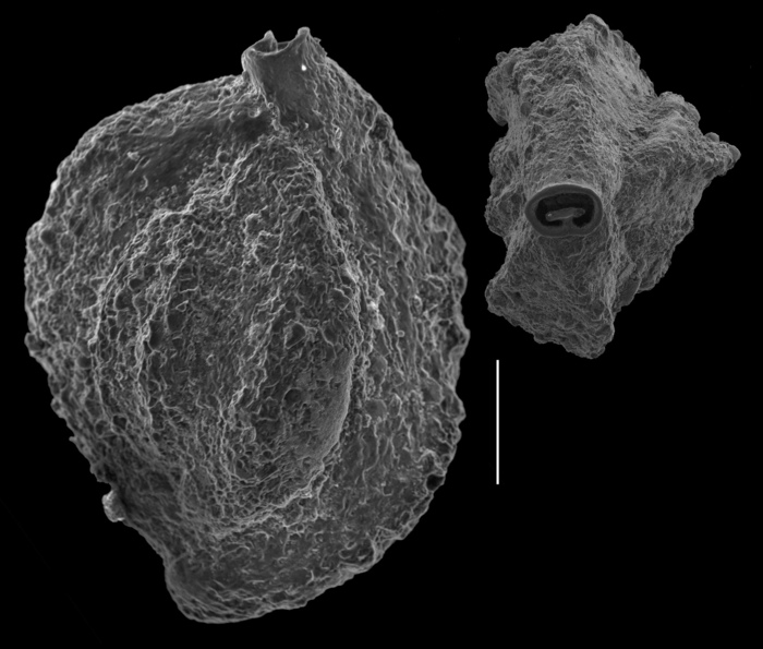 Quinqueloculina parvaggluta Quinqueloculina parvaggluta