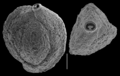 Quinqueloculina pittensis, author: Le Coze, François