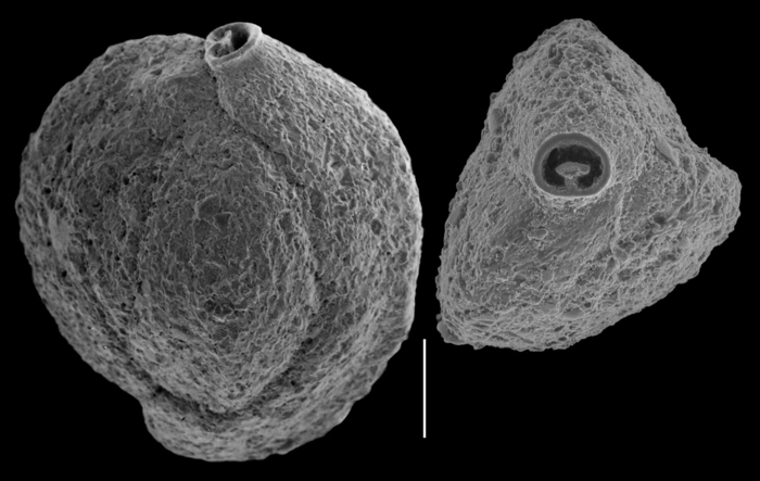 Quinqueloculina pittensis Quinqueloculina pittensis