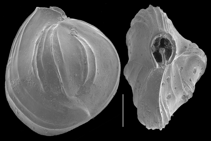 Quinqueloculina subcuneata Quinqueloculina subcuneata