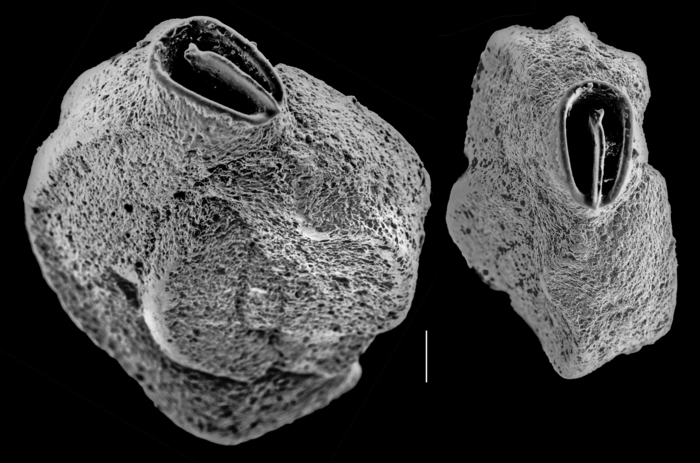 Quinqueloculina subpolygona Quinqueloculina subpolygona
