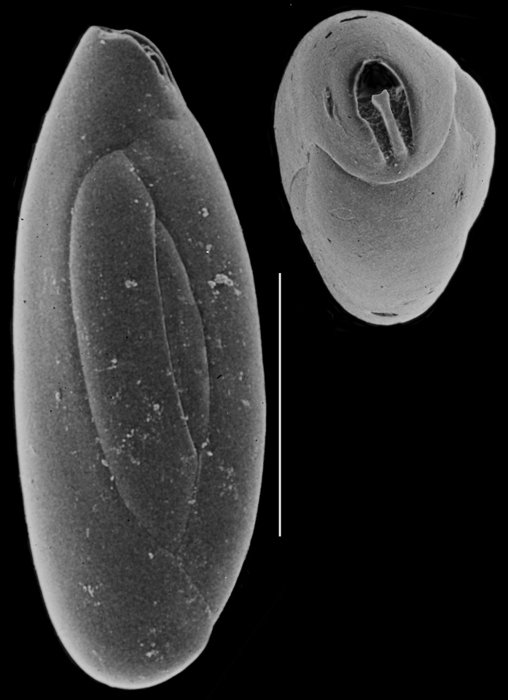 Quinqueloculina tantabiddyensis Quinqueloculina tantabiddyensis