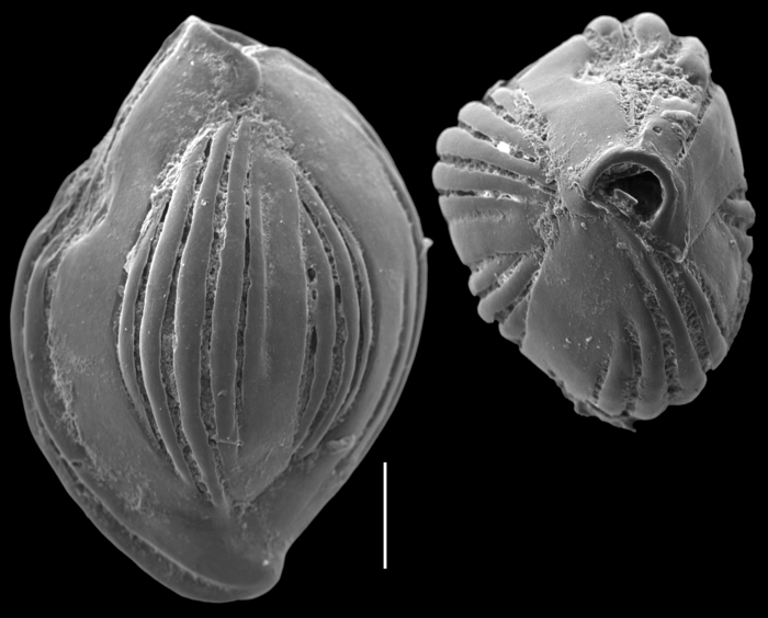 Quinqueloculina tubus Quinqueloculina tubus