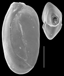 Quinqueloculina vandiemeniensis