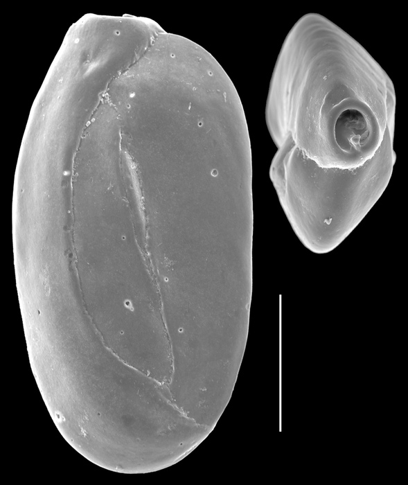 Quinqueloculina vandiemeniensis Quinqueloculina vandiemeniensis