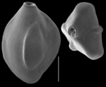 Quinqueloculina venusta