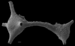 Chromista - Foraminifera (foraminifers)