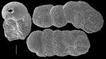 Chromista - Foraminifera (foraminifers)