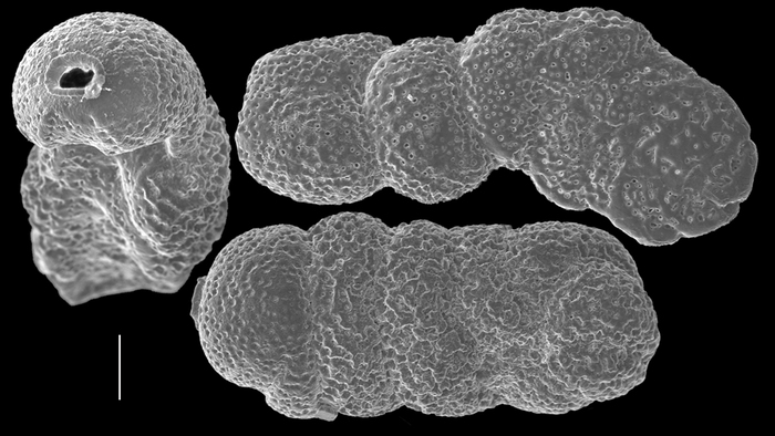 Rectocibicidella robertsi Rectocibicidella robertsi
