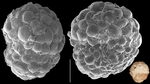 Recurvoides contortus