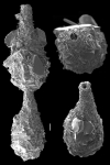 Reophanus oviculus
