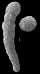 Reophax bacillaris