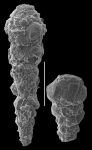Reophax communis