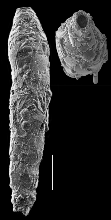 Reophax dentaliformis Reophax dentaliformis