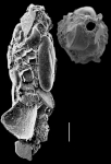 Reophax fusiformis