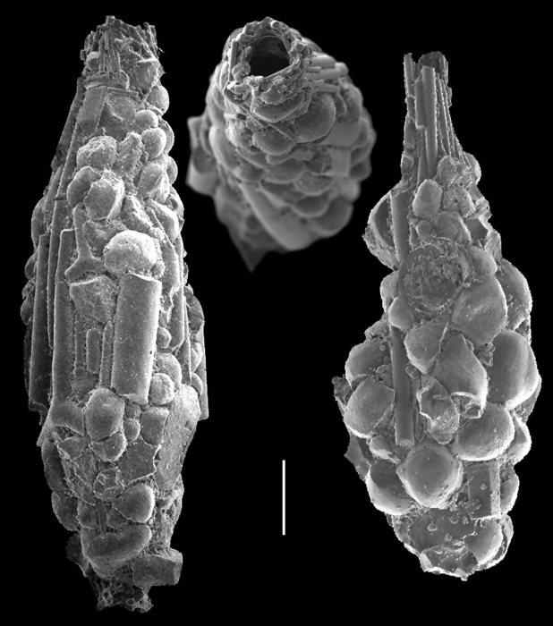 Reophax longicollaris Reophax longicollaris