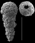 Reophax nana
