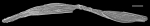 Reophax pseudodistans