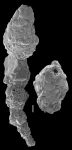 Reophax scorpiurus