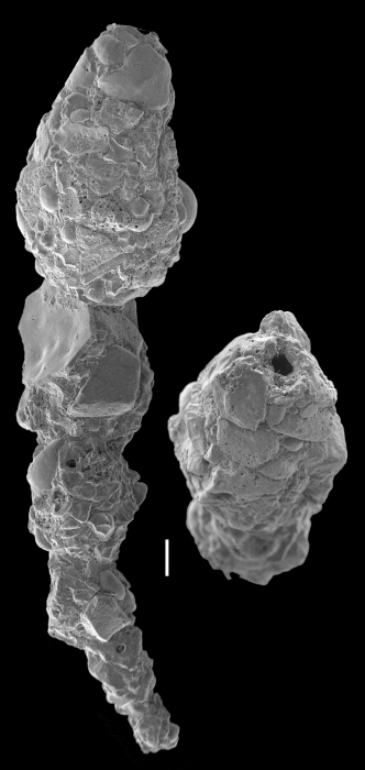Reophax scorpiurus Reophax scorpiurus