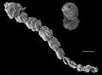 Reophax scotti
