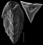 Reussella pacifica