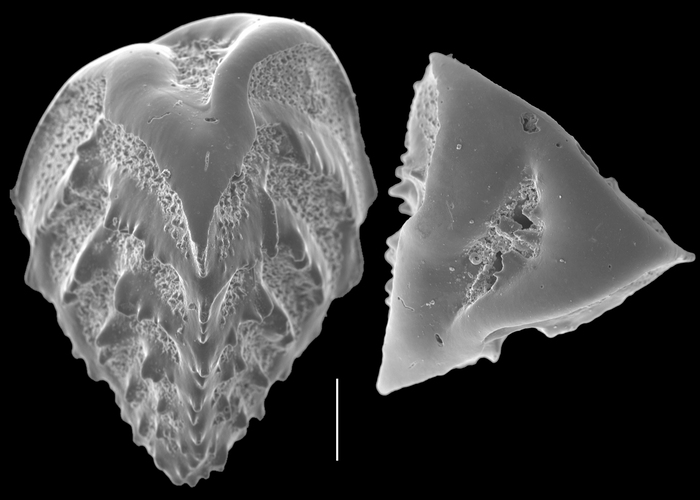 Reussella pulchra Reussella pulchra