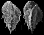 Reussella spinulosa
