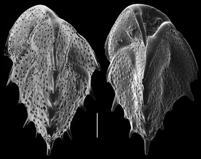 Reussella spinulosa Reussella spinulosa