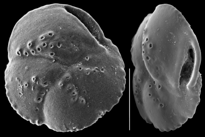 Rhaptohelenina decoratiformis Rhaptohelenina decoratiformis
