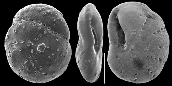 Rhaptohelenina papuanensis Rhaptohelenina papuanensis