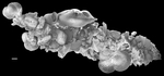 Rhisammina algaeformis
