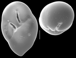 Robertinoides bradyi