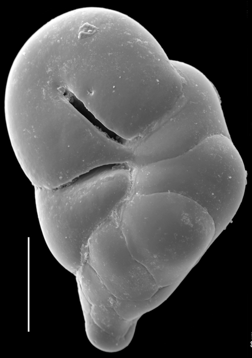 Robertinoides oceanicus Robertinoides oceanicus
