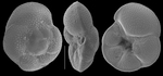 Rosalina floridana
