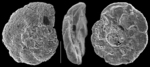 Rotaliammina chitinosa
