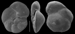 Rotorbinella lepida