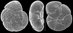 Rotorboides granulosus