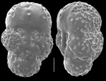 Rugidia cortica