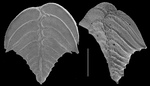 Rugobolivinella elegans