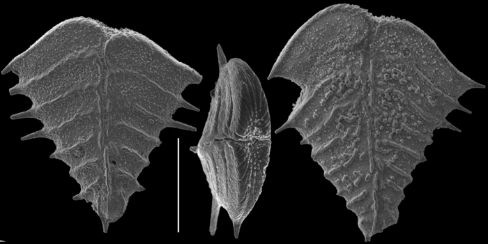 Rugobolivinella spinosa Rugobolivinella spinosa