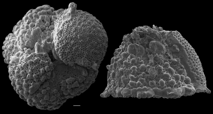 Rupertina pustulosa Rupertina pustulosa