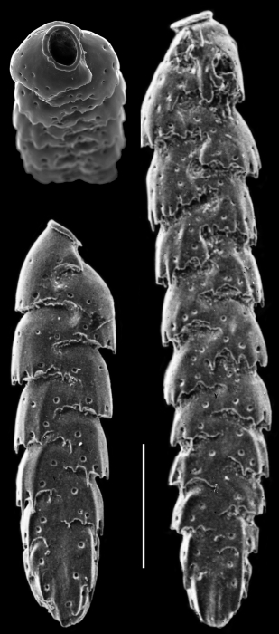 Sagrinella convallaria Sagrinella convallaria