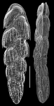 Sagrinella durrandii