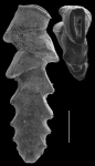 Sagrinella strigosa