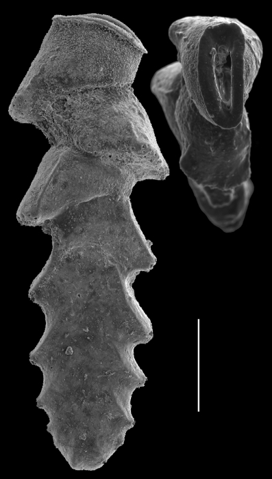 Sagrinella strigosa Sagrinella strigosa
