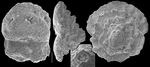 Sahulia peritubula