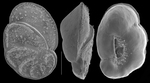 Saintclairoides tereutus