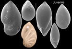 Saracenaria altifrons